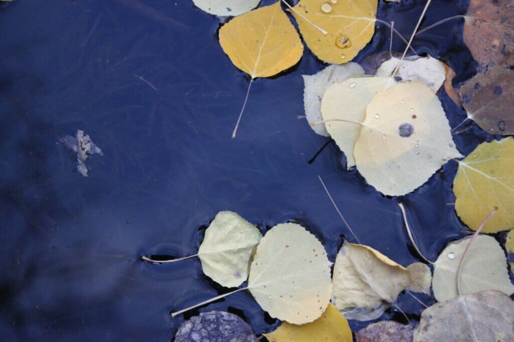 Fallen leaves floating on still water, with seaweed barely visible in the depths below.
