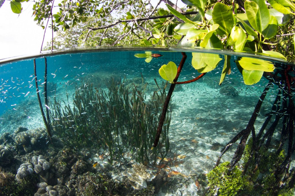 section-header image