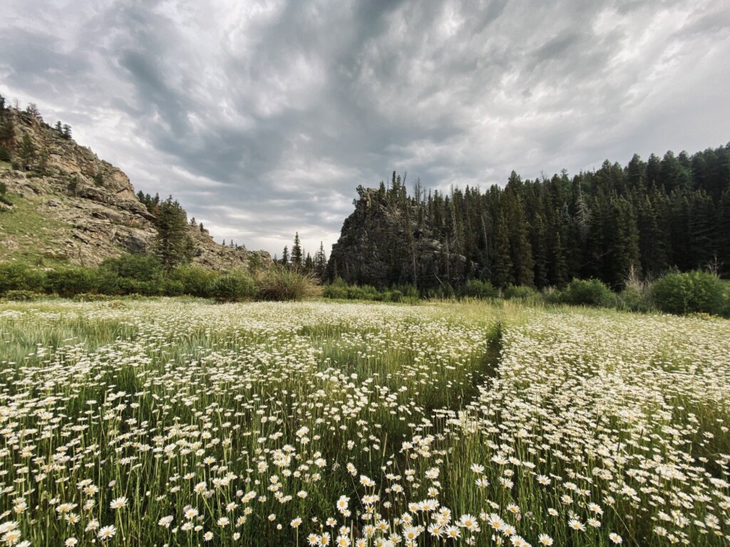 A open field in the mountains with rocky formations and a pine forest in the background. The field is covered with daisies and a narrow walking path cuts through the middle of the field.