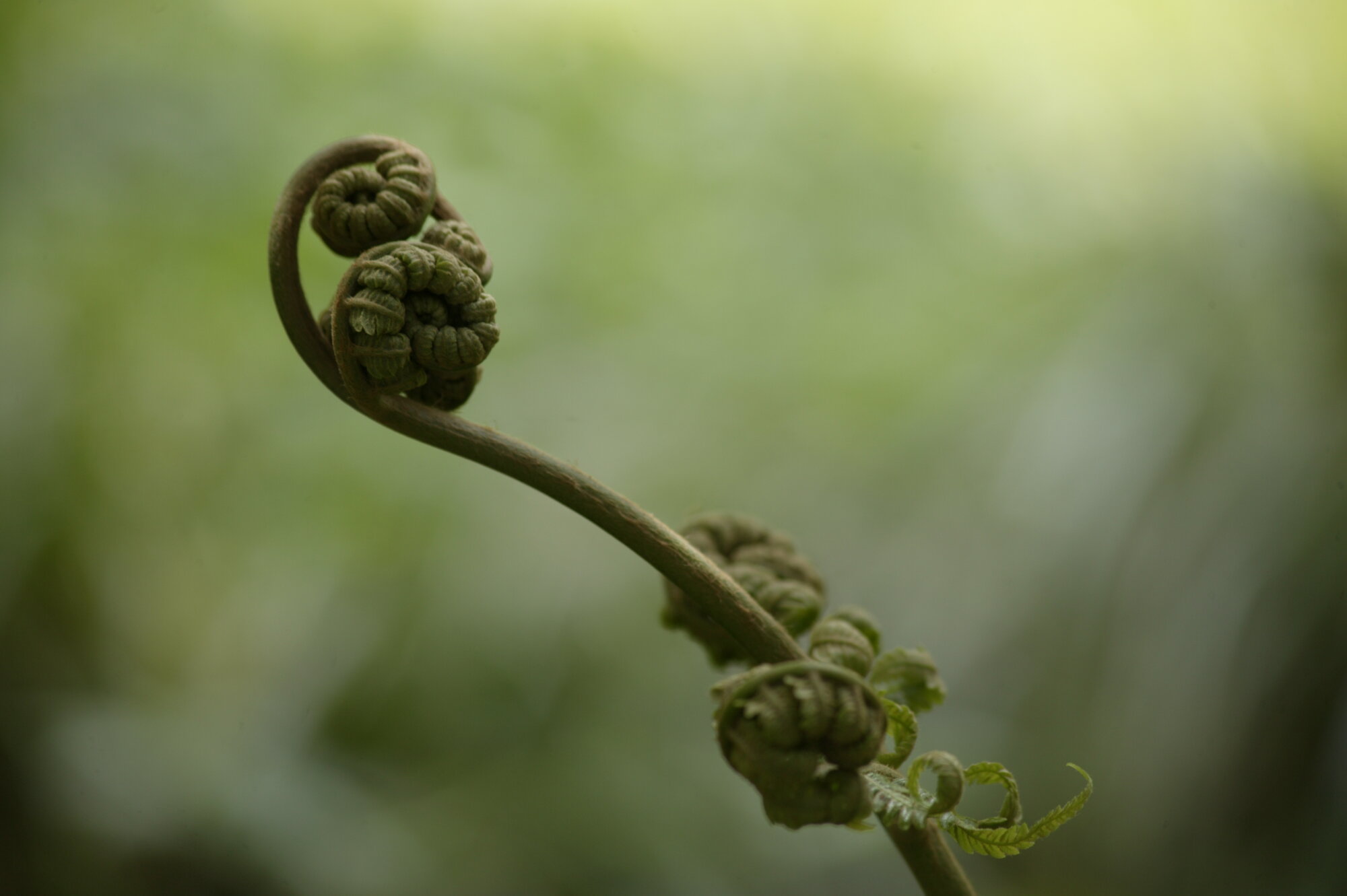 A curled fiddlehead fern waiting to unfurl.