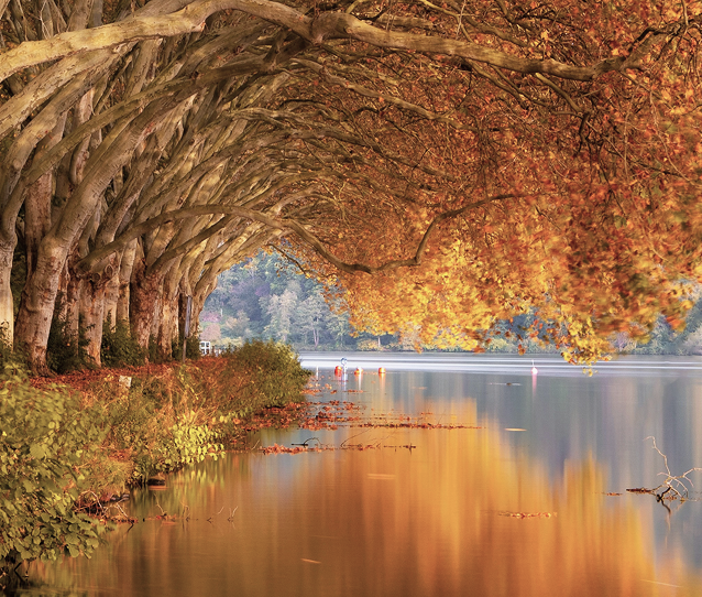 A river with trees overhanging it, forming the illusion of a partial tunnel.